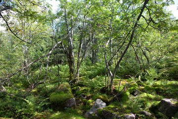 Russia Perm region taiga in autumn