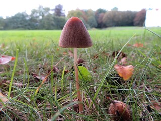 closeup of Conocybe mushroom