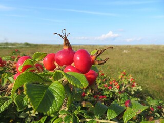 group of rose hips in sunlight
