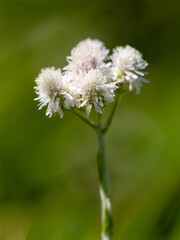 Macrophotographie de fleur sauvage - Pied de chat dioïque - Antennaria dioica