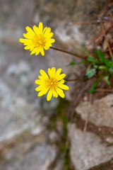 Macrophotographie de fleur sauvage - Pissenlit lisse - Taraxacum erythrospermum