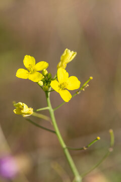 Macrophotographie de fleur sauvage - Roquette Jaune - Diplotaxis tenuifolia