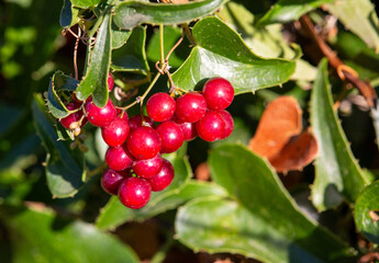 Obraz premium Macrophotographie de fleur sauvage - Salsepareille - Smilax aspera