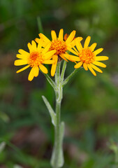 Macrophotographie de fleur sauvage - Séneçon orangé - Tephroseris integrifolia