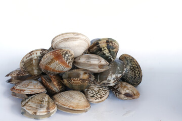 Clams on white background. Seafood.