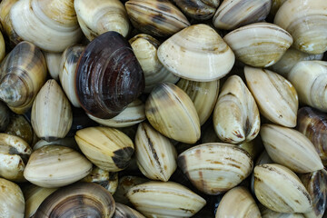 Fresh clams for seafood background