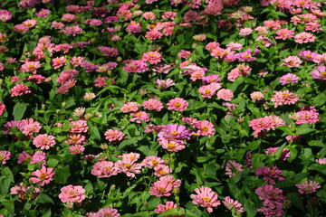 pink and yellow tulips