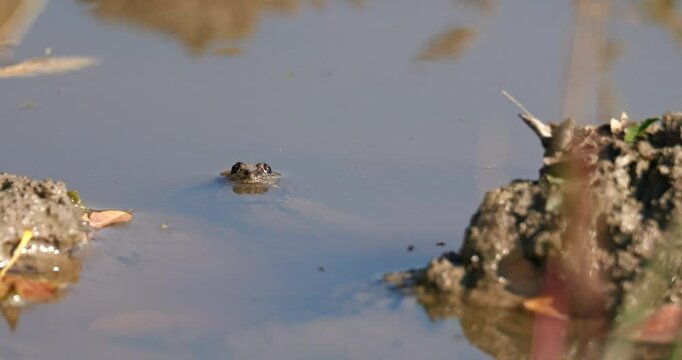 Frogs enjoying the sun, and playing in a muddy puddle in the sun, during autumn