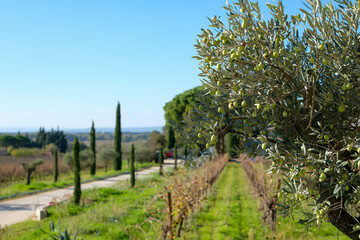 Naklejka premium Scenic Agricultural Landscape Typical of Provence with an Olive Tree in the Foreground. Rows of Grapevines. Tall, Slender Cypress Trees Lining a Path.