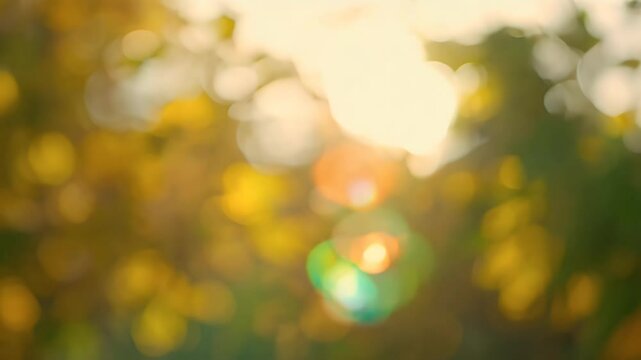 leaves autumn trees creating peaceful serene atmosphere ideal nature themed projects blur sunny fall green gold yellow majestic magic fairy sparkle filter sunset abstract sky day closeup brown park