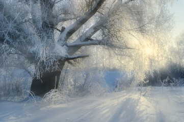 Winter sunrise landscape, frosty spreading winter tree and bright sunbeams breaking through its...