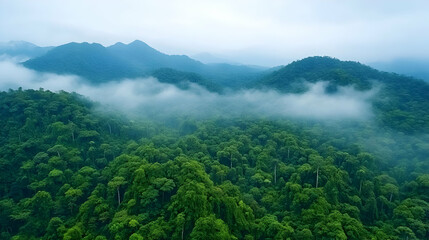 Obraz premium Photo Lush Green Forest Misty Mountains Nature Landscape