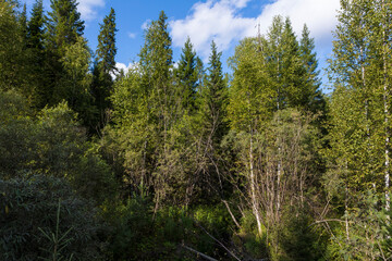Russia Perm region taiga in autumn