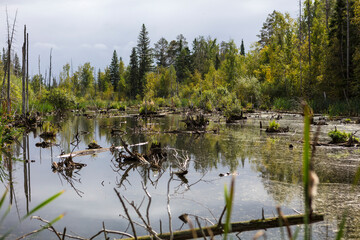 Russia Perm region taiga in autumn