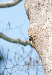 Birds at Kaeng Krachan National Park, Thailand