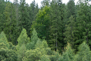 Obraz premium Green forest trees. Nature background.