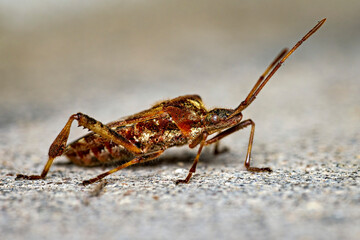 An American conifer seed bug
