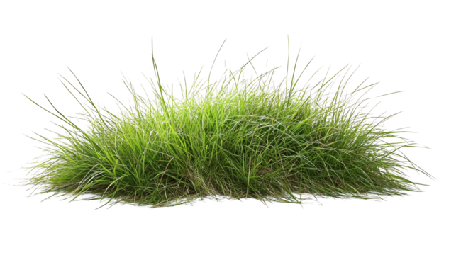 Patch of grass on a transparent background. isolated background.