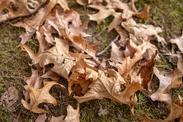 Close-up of dry oak leaves scattered on the ground, showcasing the earthy textures of autumn, with hints of moss and soil adding a natural, organic feel to the composition.