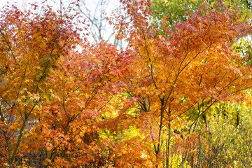Trees and bushes with yellow and red autumn leaves in the forest. Autumn landscape.
