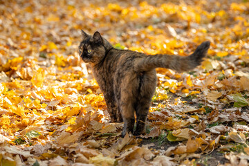 Tricolor spotted cat on yellow autumn leaves in the park
