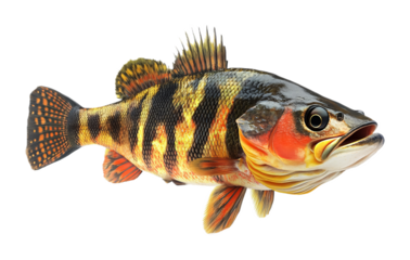 Peacock bass fish on a white background. isolated background.