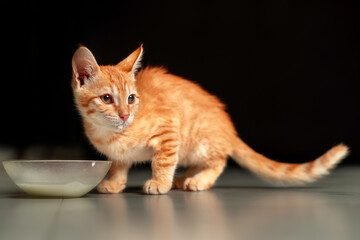 The Curious Cat
Focused and curious, a ginger kitten crouches against a dark background, its wide...