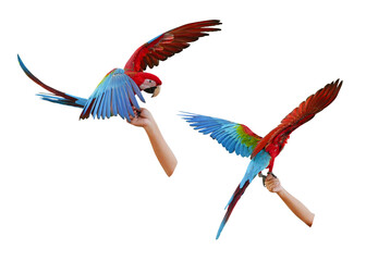 greenwing red and yellow macaw on hand isolated on white background. This has clipping path.