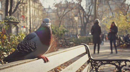 Obraz premium A pigeon sits on a park bench looking directly at the camera with people walking by in the background on a sunny day.