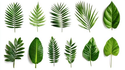 A Beautiful Collection of Various Green Leaves Featuring Different Shapes and Textures Ideal for Nature lovers, Garden Enthusiasts, and Botanical Illustrations