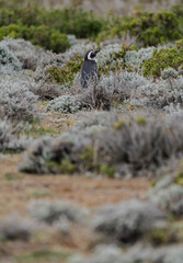 Pinguino Magallánico - Spheniscus Magellanicus 
