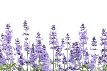 Naklejka premium Catmint isolated on a white background, close up