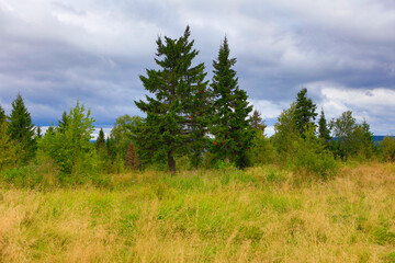 Russia Perm region taiga on a cloudy summer day