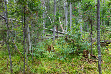 Russia Perm region taiga on a cloudy summer day