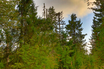 Fototapeta premium Russia Perm region taiga on a cloudy summer day