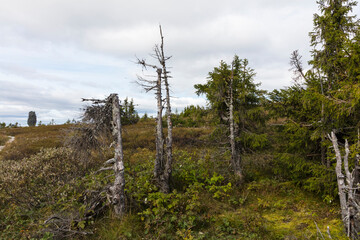 Russia Perm region forest landscape on a cloudy summer day