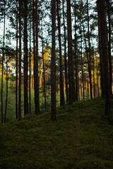 Sunset in a pine forest