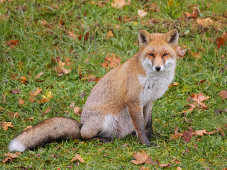 A curious red fox sits in a grassy area with autumn leaves on an autumn day