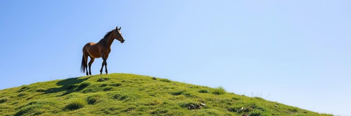 Obraz premium Horse on a green hill with a clear blue sky, rolling hills, landscape photography