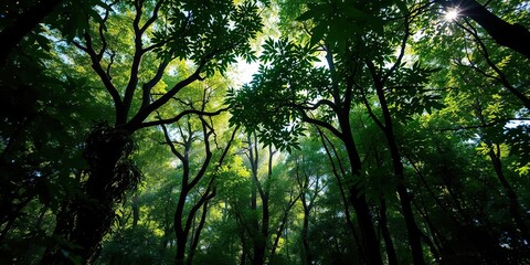 Fototapeta premium Dappled Light Filtered through Rainforest Canopy, plant life, nature's beauty
