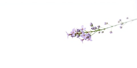 delicate lavender sprig with soft purple blossoms against a white background, delicate blooms, floral arrangement, lavender plant