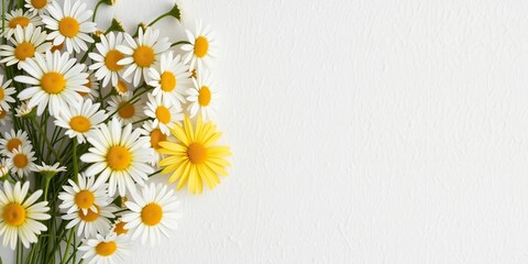 Fototapeta premium White and yellow daisies in a loose, organic arrangement on a white textured wall, creating a relaxed and natural look, botanical art, organic design