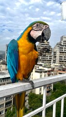 blue and yellow macaw