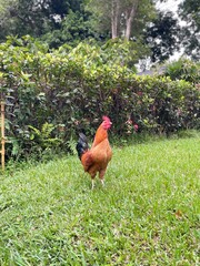 Fototapeta premium Gallo