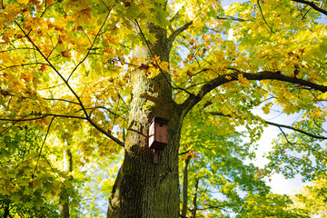 Birdhouse hanging on an autumn tree in a forest. Orange golden fall leaves. High quality photo