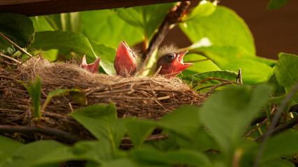 A nest with voracious chicks among the foliage at the top of a liana tree under the roof of a summer house.