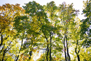 Camera looks up and moves slowly under trees. Tree branches and leaves against blue sky. High quality FullHD footage