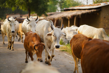 Village Cattle Herding Scene, Cows on Village Pathway, Rural Livestock Movement, Indian Village Cattle Herd, Cattle Grazing in Countryside, Traditional Rural Herding, Life in Indian Village. 

