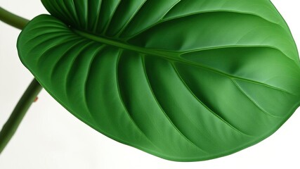 Fototapeta premium Alocasia amazonica leaf with prominent veins and ridges on a muted watercolor background, botanical illustration, amazon rainforest
