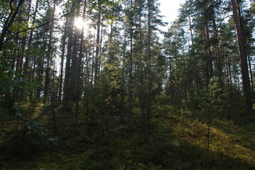 Sky above the pine trees. Summer day in the forest. Blue sky with clouds above the tops of tall pine trees. The trees have long brown trunks with curved branches on which green needles and cones grow.